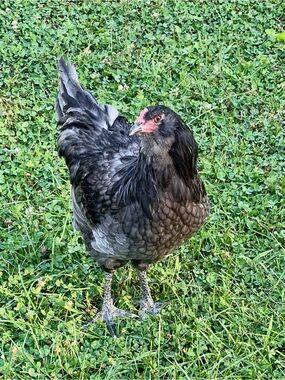 Hello from Western Mass- I’m Chez le Poulet!